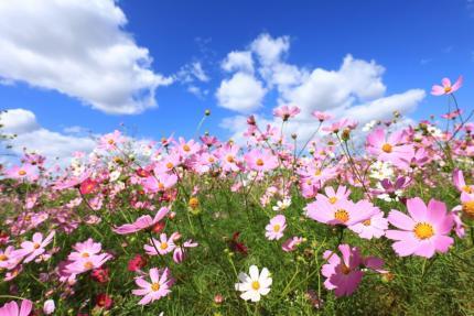 コスモスの花.jpg