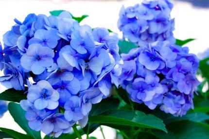 アジサイの花。３.jpg