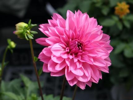 ダリアの花.jpeg