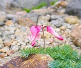 高山植物　こまくさ.jpg