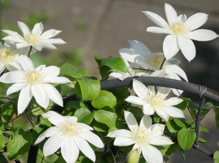 ８月い咲く花　フラワーグリーン.jpg