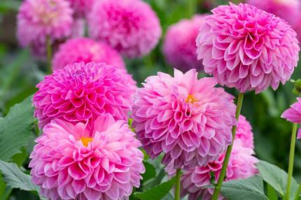 9月の花 ポンポンダリア.jpg