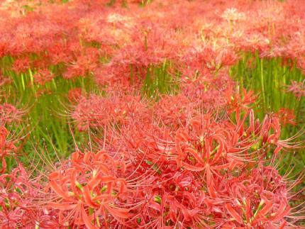 9月の花 彼岸花.jpg
