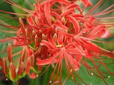 ９月の花彼岸花.jpg