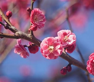 2月の花 紅梅.jpg