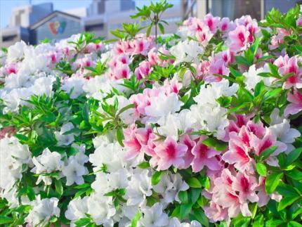 20180808l01 5月の花　さつき.jpg