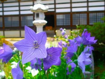 8月の花　ききょう.jpg