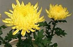 ODL 菊の花.jpg