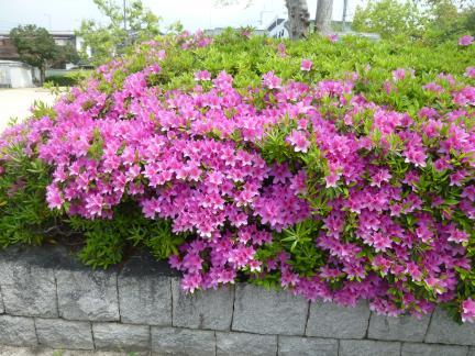 P1020980 中央公園　つつじ.JPG