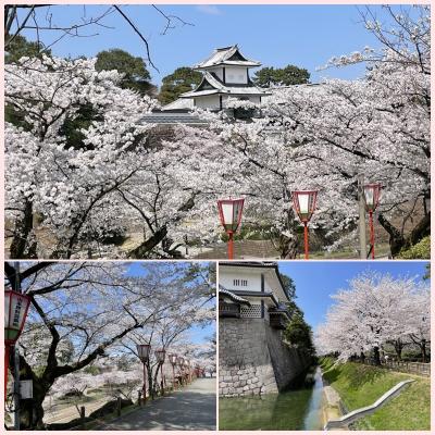 金沢城桜満開.jpg
