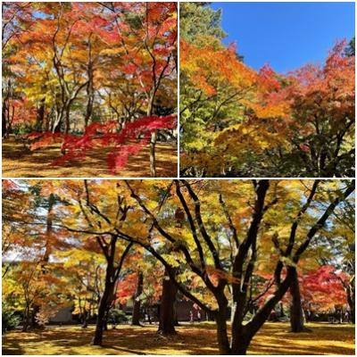兼六園紅葉.jpg