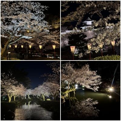 夜桜4枚.jpg