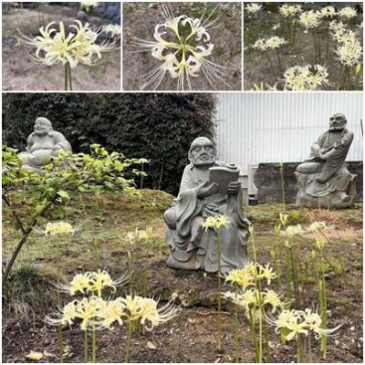 香林寺彼岸花.jpg