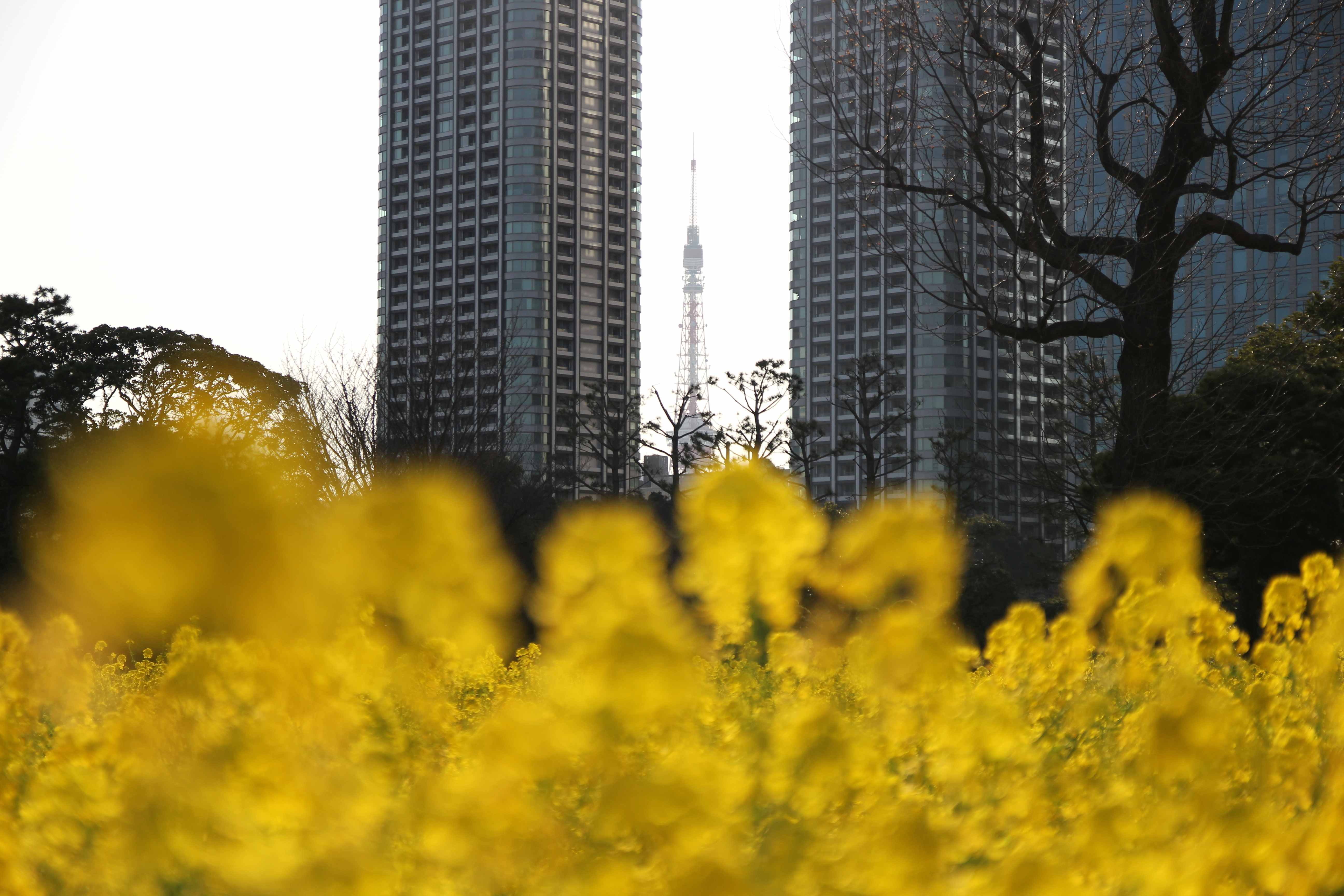東京タワーと菜の花　IMG_3496.JPG