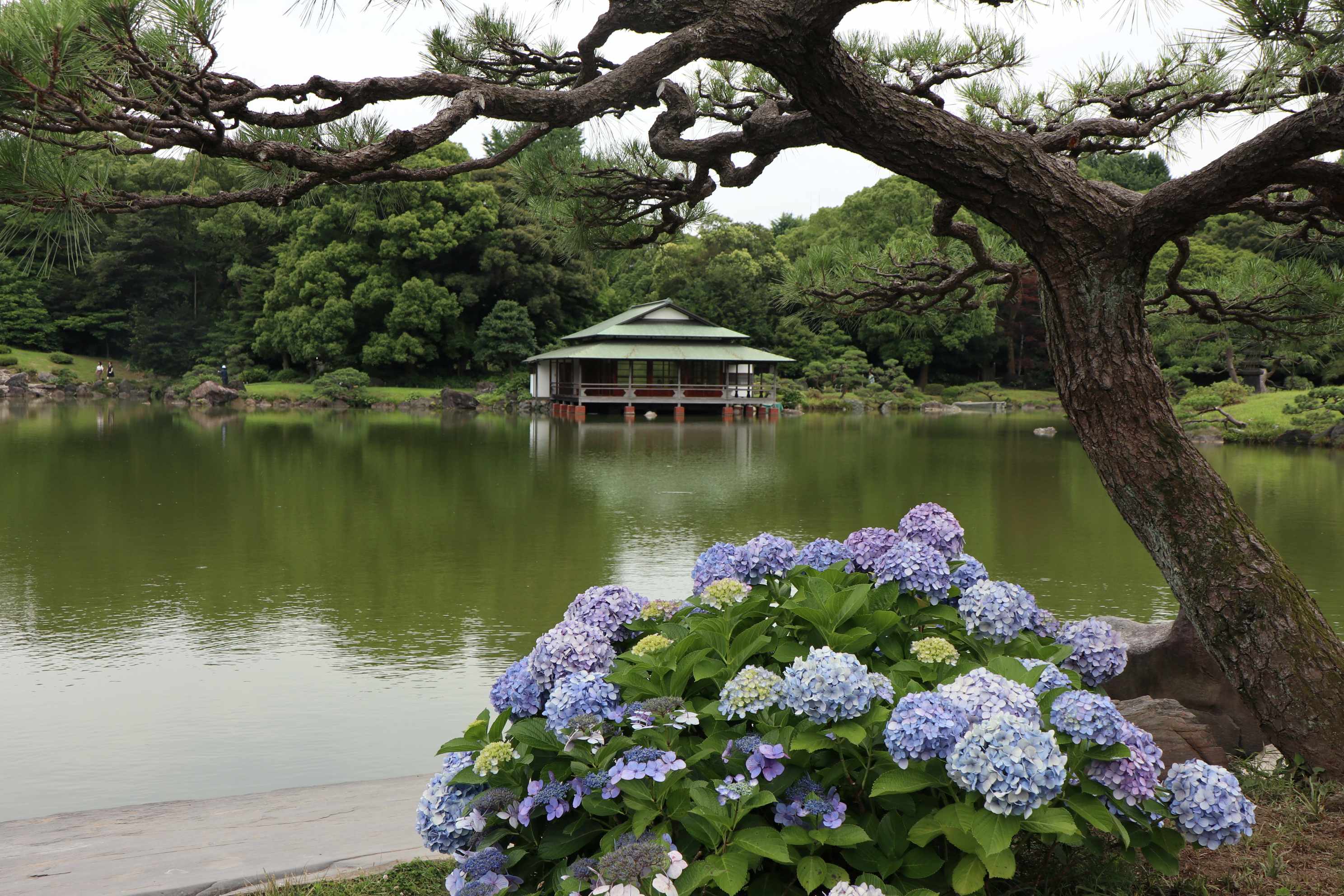 鈴木　清澄庭園　IMG_0919-c.JPG