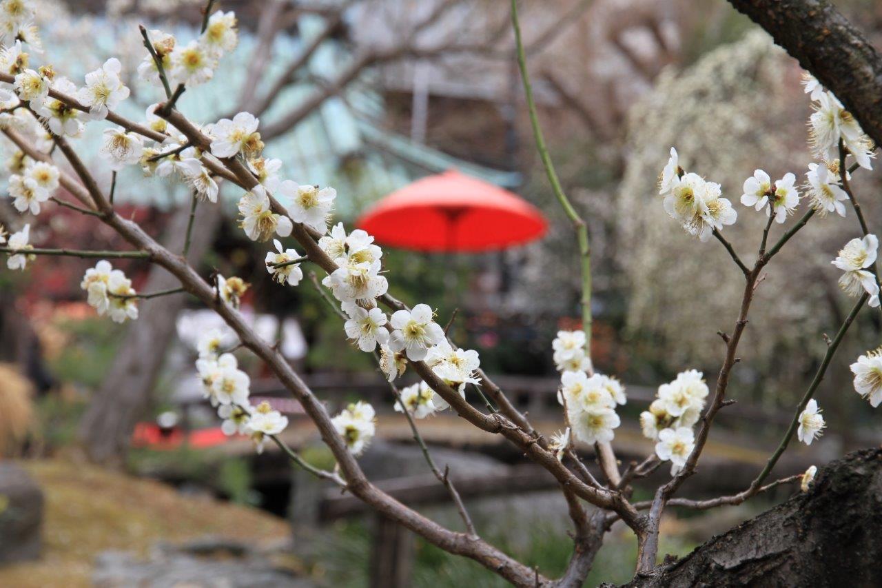 高橋 湯島の白梅 IMG_9362.jpg