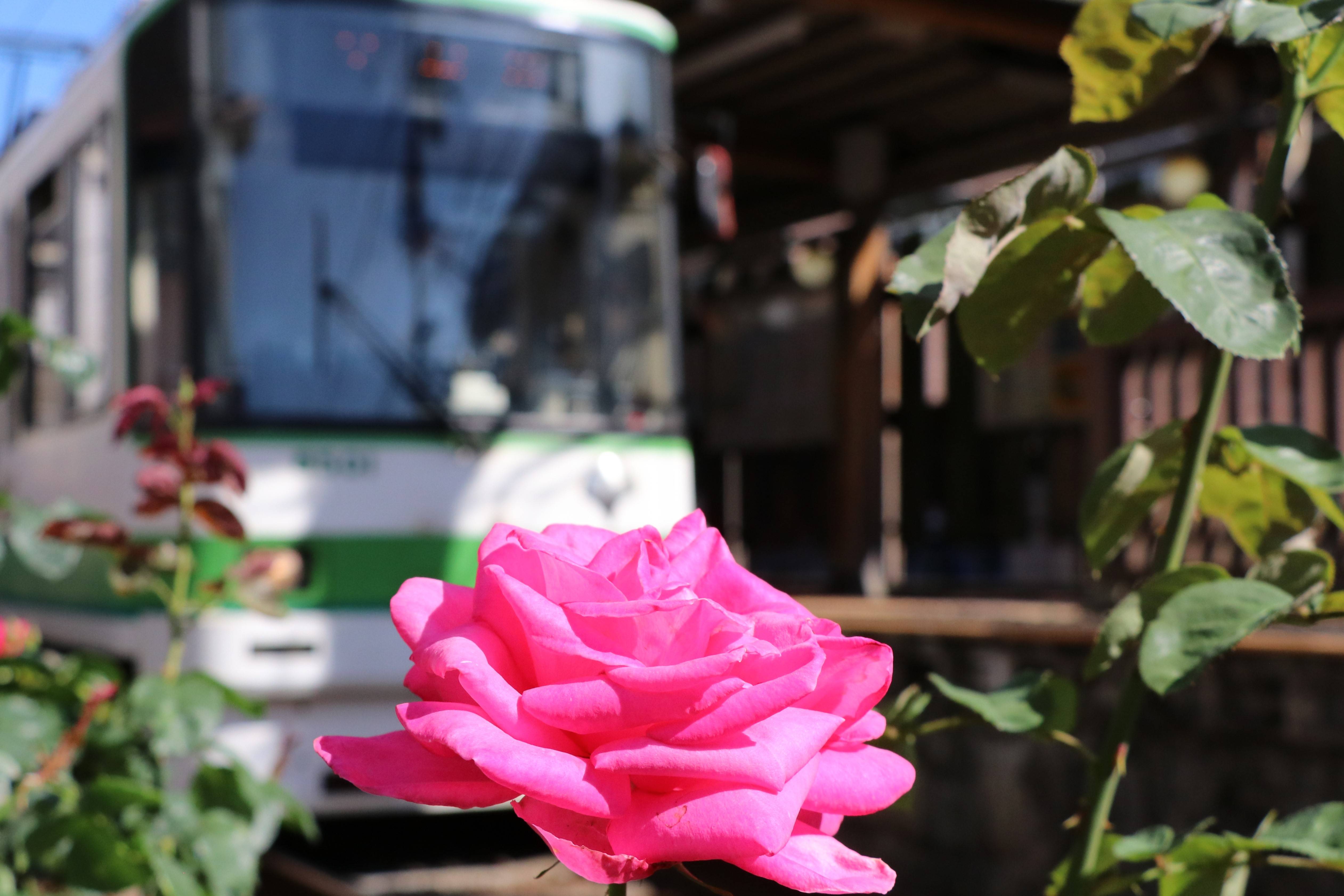高橋　都電とバラ　（三ノ輪駅）　IMG_5483-ex-c.jpg