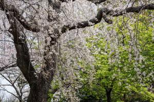 DSC08469 のコピー.jpg