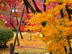 11月京都永観堂 (1) のコピー1.jpg
