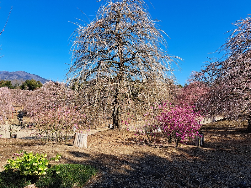 巻頭写真R08.04「梅のにぎわい」福森稔 鈴鹿の森公園.jpg