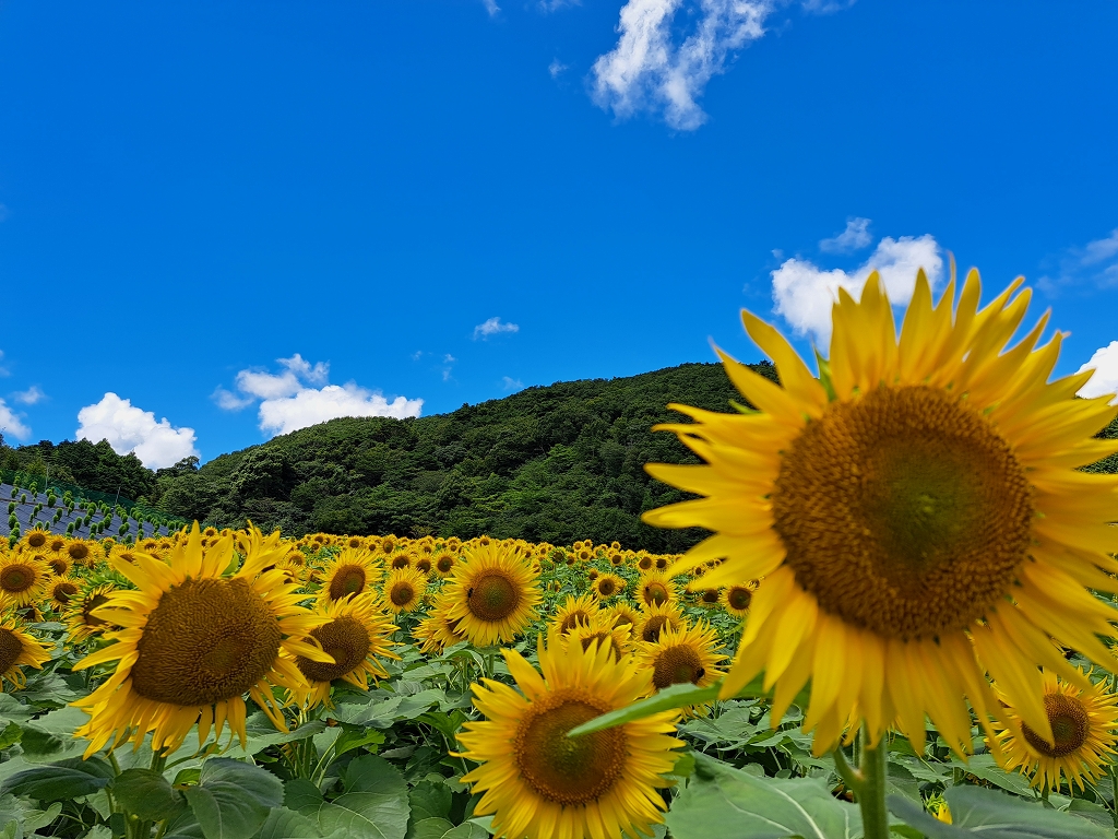 巻頭写真Ｒ08.08月「夏色(厚い夏に元気なひまわり)福森稔(松阪南）.jpg
