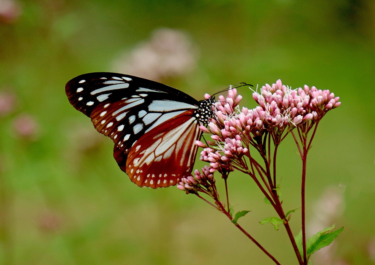 巻頭写真R07年11月「アサギマダラ飛来」 撮影者:西村秀敏(松阪南) 場所:津市一志町波瀬・里の丘広場.jpg