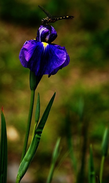 巻頭写真R07.07「花菖蒲とトンボ」　福森稔（松阪南）　亀山公園花菖蒲園.jpg