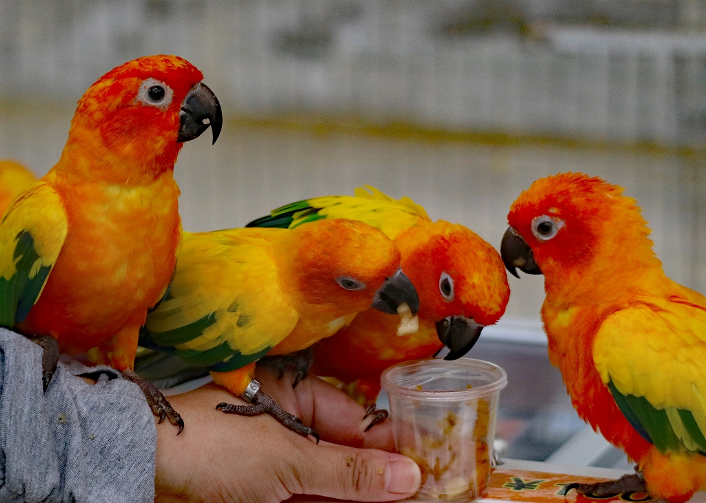 巻頭写真R08.6月度「なかよしインコ」撮影者：西村秀敏（松阪南）撮影場所：掛川花鳥園.jpg