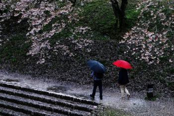 名残の桜.jpg