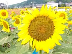 IMG_2025-07-08-09-33-28-130.jpgのサムネイル画像のサムネイル画像