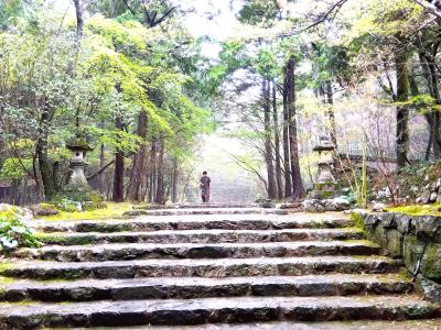 礒野　朝もやの竹林寺参道.jpg