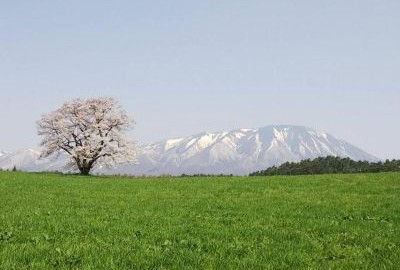 岩手山（春　一本桜）中部滝村さん投稿260619.jpg